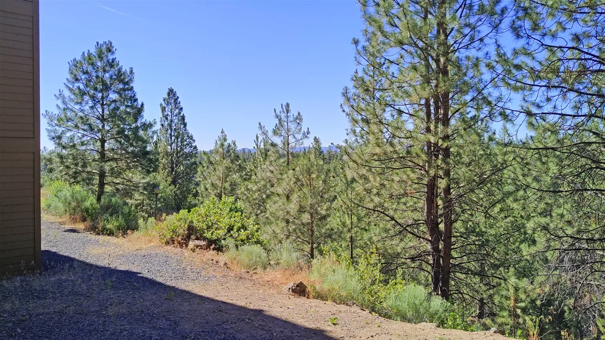 A tranquil gravel path meanders through a lush pine forest, with tall trees flanking either side. The natural landscape is undisturbed and inviting, suggesting an ideal setting for hiking, dog-walking, or simply enjoying the great outdoors with your furry companion.